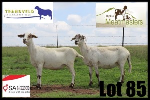 2X MEATMASTER RECORDED EWE Klipkuil Meatmasters