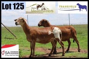 2X MEATMASTER RECORDED EWE Klipkuil Meatmasters