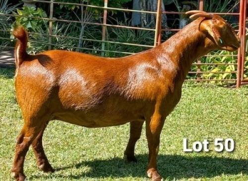 1 X OOI/EWE DHIDEJAK - S