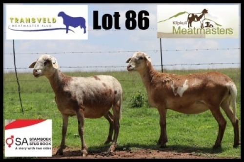 1X MEATMASTER RECORDED EWE Klipkuil Meatmasters