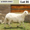 1X MEATMASTER RECORDED EWE Kroon Meatmasters - 2