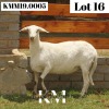 1X MEATMASTER RECORDED EWE Kroon Meatmasters - 3