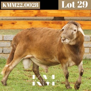 1X MEATMASTER RECORDED RAM Kroon Meatmasters