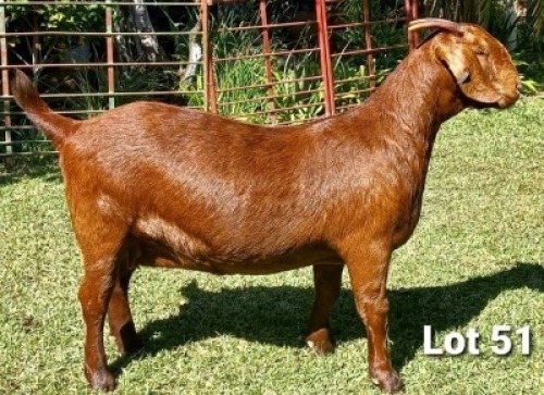 1 X OOI/EWE DHIDEJAK - S