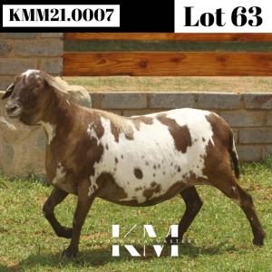 1X MEATMASTER RECORDED EWE Kroon Meatmasters