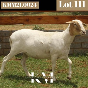 1X MEATMASTER RECORDED EWE Kroon Meatmasters