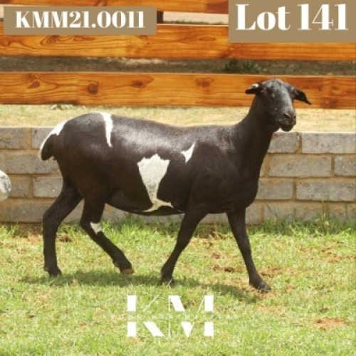 1X MEATMASTER RECORDED EWE Kroon Meatmasters