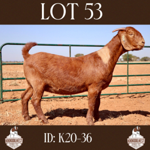 1 X OOI/EWE KROKODILNEST - PS