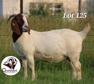 1X BOER GOAT STUD 11-093 DOE Gatsheni Boer Goat Stud