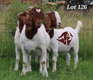 1X BOER GOAT FLOCK 13-035 DOE Gatsheni Boer Goat Stud