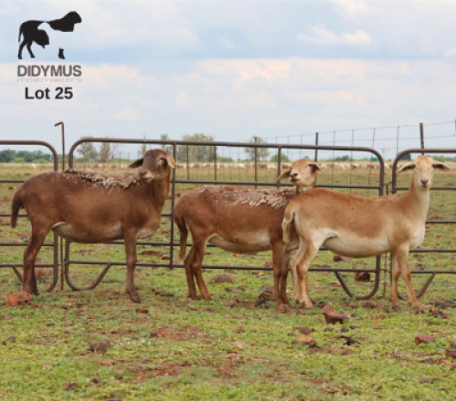 LOT 25 3X MEATMASTER DIDYMUS MEATMASTERS CHRISTOF GROBLER : 0837812076
