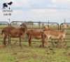 LOT 25 3X MEATMASTER DIDYMUS MEATMASTERS CHRISTOF GROBLER : 0837812076