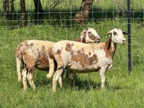 2X MEATMASTER NOT RECORDED EWE Corne Du Plessis Meatmasters (Per animal to take the lot)