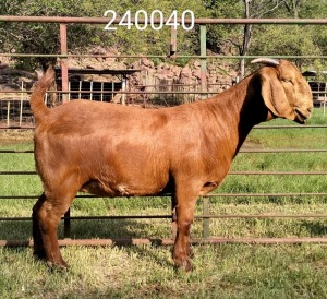 1X KALAHARI REDS FLOCK 39-319 DOE Dhidejak Kalahari Reds