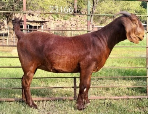 1X KALAHARI REDS STUD 39-251 DOE Dhidejak Kalahari Reds