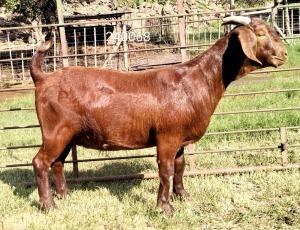 1X KALAHARI REDS FLOCK 39-305 DOE Dhidejak Kalahari Reds