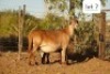1+2X MEATMASTER RECORDED EWE Wilgerboom Meatmasters (Per animal to take the lot) - 2
