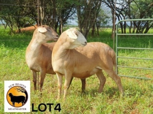 2X MEATMASTER NOT RECORDED EWE New Heaven (Per animal to take the lot)