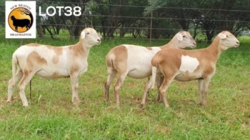 3X MEATMASTER NOT RECORDED EWE New Heaven (Per animal to take the lot)