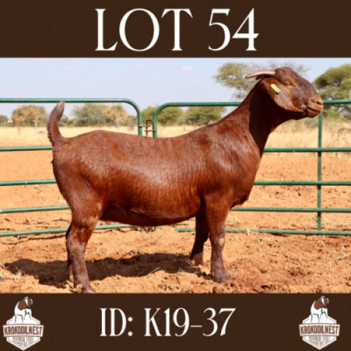 1 X OOI/EWE KROKODILNEST - S