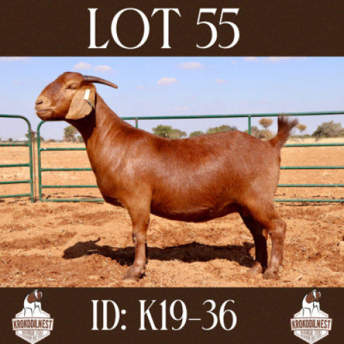 1 X OOI/EWE KROKODILNEST - S