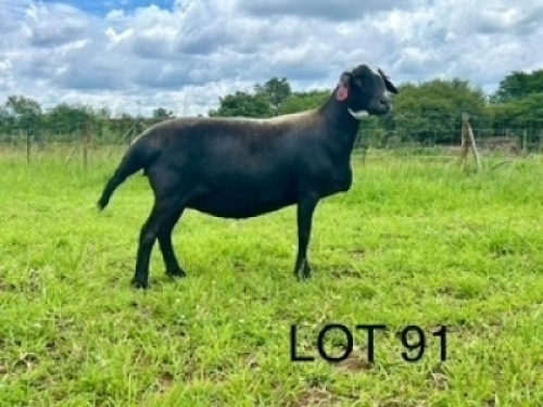 1+2X MEATMASTER NOT RECORDED EWE Kameelfontein Meatmasters