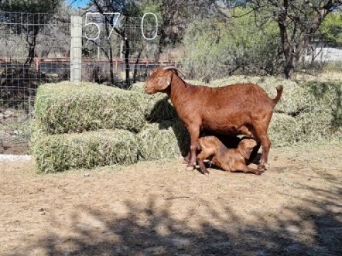 1+2 X OOI/EWE LEEUPOORT KALAHARI REDS - S