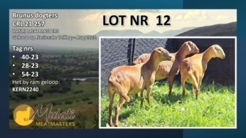 2X MEATMASTER NOT RECORDED EWE Mulati Meatmasters (Per animal to take the lot)