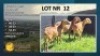 2X MEATMASTER NOT RECORDED EWE Mulati Meatmasters (Per animal to take the lot)