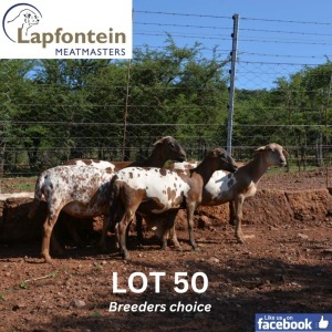 1X MEATMASTER Lapfontein Meatmasters