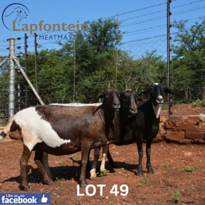 1X MEATMASTER Lapfontein Meatmasters