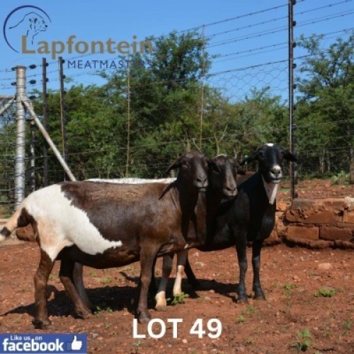 3+2X MEATMASTER NOT RECORDED EWE Lapfontein Meatmasters (Per animal to take the lot)