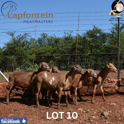 1X MEATMASTER Lapfontein Meatmasters