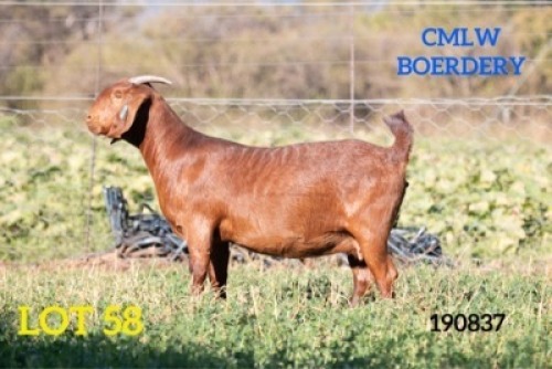 1 X OOI/EWE CMLW BOERDERY - F