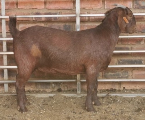 1 X OOI/EWE MYL 50 BOER GOAT & KALAHARI RED STUD - S