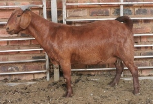 1 X OOI/EWE MYL 50 BOER GOAT & KALAHARI RED STUD - F