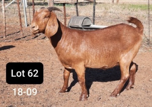 1 X OOI/EWE POEN DE BRUYN STOET - F