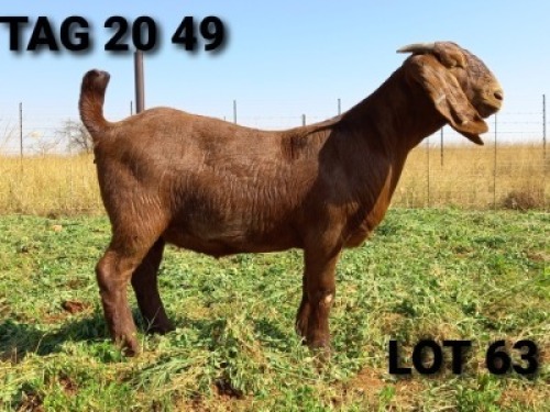 1 X OOI/EWE JENNY KALAHARI RED - S