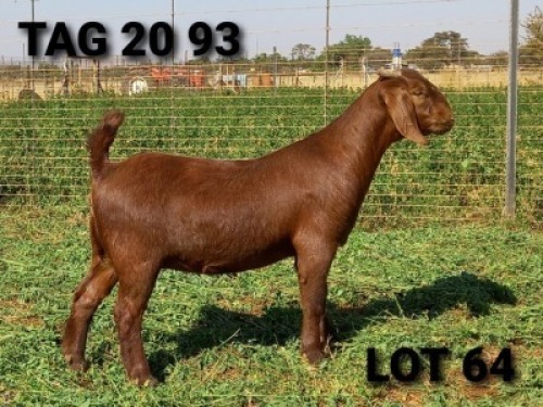 1 X OOI/EWE JENNY KALAHARI RED - F