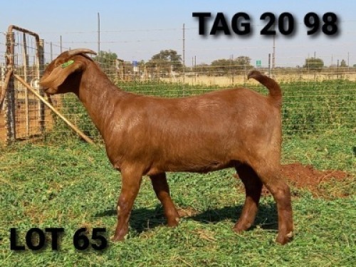 1 X OOI/EWE JENNY KALAHARI RED - PS