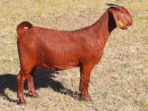 1 X OOI/EWE ALBIE HORN - ALBIAN STUD - F