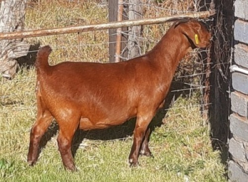 1 X OOI/EWE ALBIE HORN - ALBIAN STUD - F