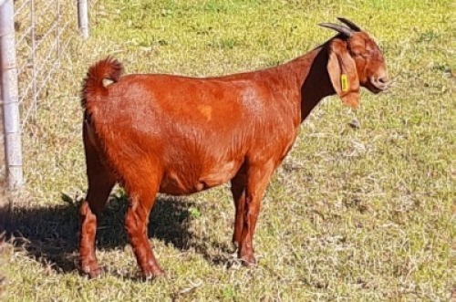 1 X OOI/EWE ALBIE HORN - ALBIAN STUD - F