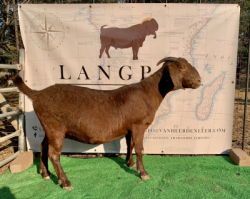 1 X OOI/EWE LANGPAD KALAHARI REDS - F