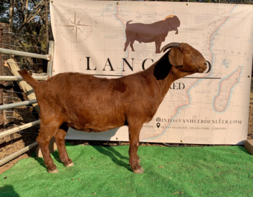 1 X OOI/EWE LANGPAD KALAHARI REDS - F