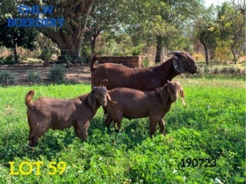 1 X OOI/EWE LOUIS LINGENFELDER - S