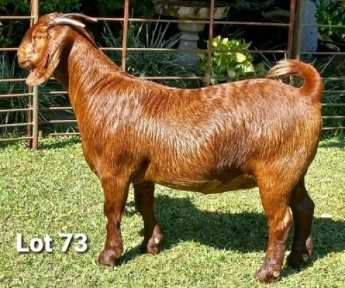 1 X OOI/EWE DHIDEJAK - F