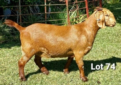 1 X OOI/EWE DHIDEJAK - S