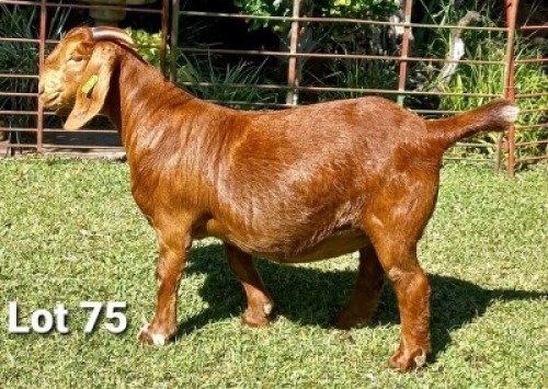 1 X OOI/EWE DHIDEJAK - F