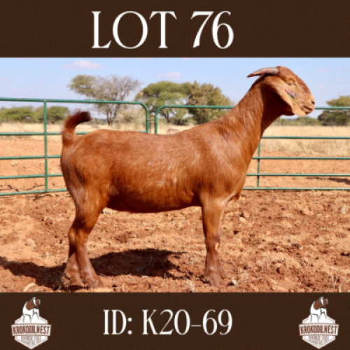 1 X OOI/EWE KROKODILNEST - PS
